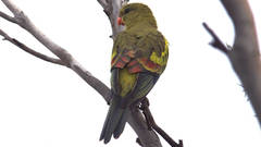 Polytelis anthopeplus monarchoides