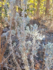 Brickellia nevinii