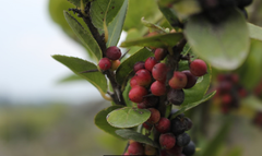 Xylosma spiculifera