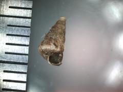 Cochlostoma septemspirale