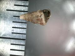 Cochlostoma septemspirale