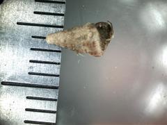 Cochlostoma septemspirale