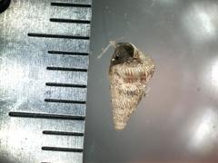 Cochlostoma septemspirale