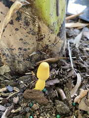 Leucocoprinus birnbaumii image