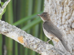 Turdus ignobilis debilis