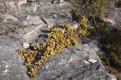 Ruschia promontorii