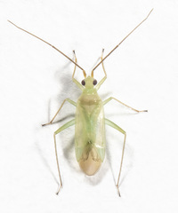 Blepharidopterus provancheri