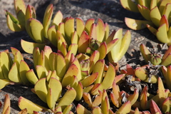 Ruschia promontorii