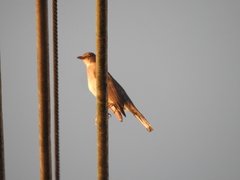 Turdus ignobilis debilis