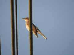Turdus ignobilis debilis