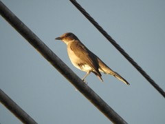 Turdus ignobilis debilis