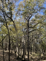 Quercus sinuata breviloba