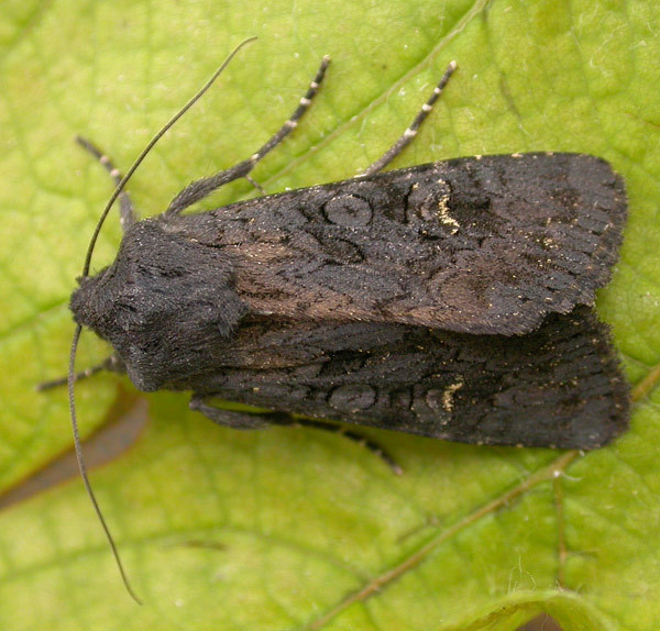 Aporophyla