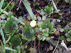 Ludwigia sedoides