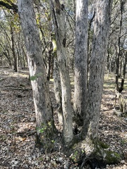Quercus sinuata breviloba