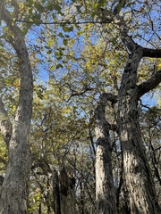 Quercus sinuata breviloba