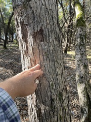 Quercus sinuata breviloba