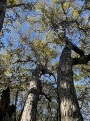 Quercus sinuata breviloba