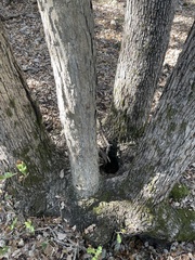 Quercus sinuata breviloba