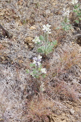 Lupinus malacophyllus