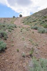 Lupinus malacophyllus