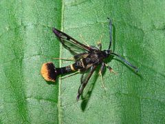 Synanthedon andrenaeformis