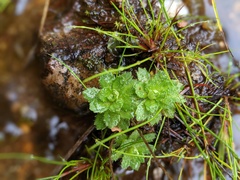 Micranthes stellaris