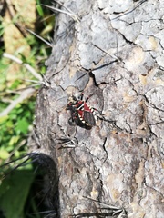 Apiomerus flaviventris