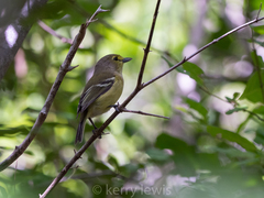 Vireo crassirostris