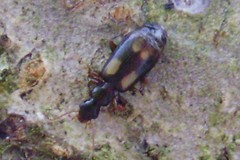 Calodromius spilotus