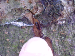 Calodromius spilotus