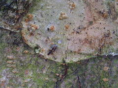 Calodromius spilotus
