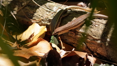 Trachylepis sechellensis