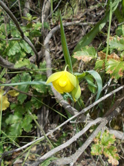 Calochortus pulchellus