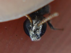 Lasioglossum tamiamense