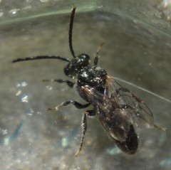 Lasioglossum tamiamense