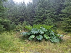Gunnera manicata