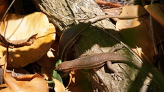 Trachylepis sechellensis