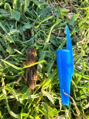 Gryllotalpa gryllotalpa