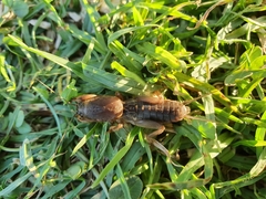 Gryllotalpa gryllotalpa