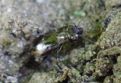 Notiophilus biguttatus