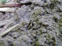 Notiophilus biguttatus