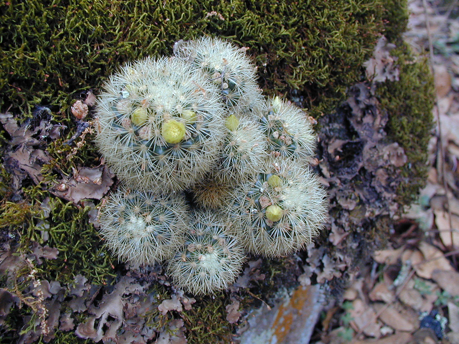 bauhaus kaktus Kaktus Opuntia Künstlich - Künstliche Pflanzen main image 1