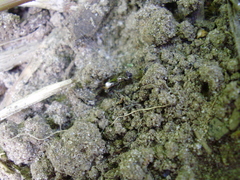 Notiophilus biguttatus