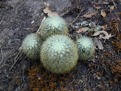 Mammillaria densispina