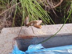 Sphodromantis viridis
