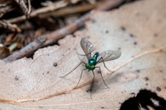 Heteropsilopus cingulipes