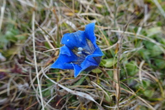 Gentiana acaulis