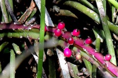 Lepismium cruciforme