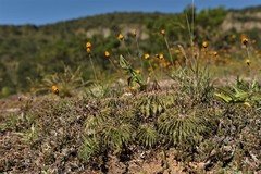 Echinofossulocactus lamellosus